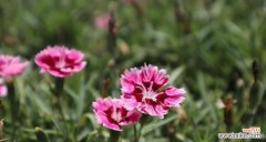 探索海石竹的花语世界 以海石竹的花语为主题的文章