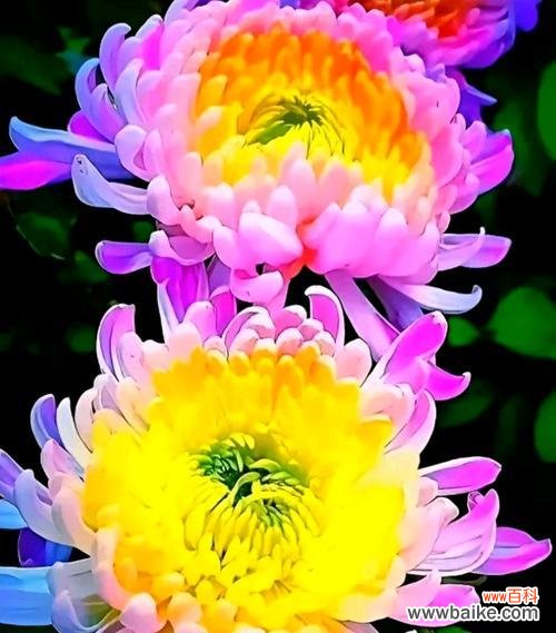 秋季哪种花寓意爱情？