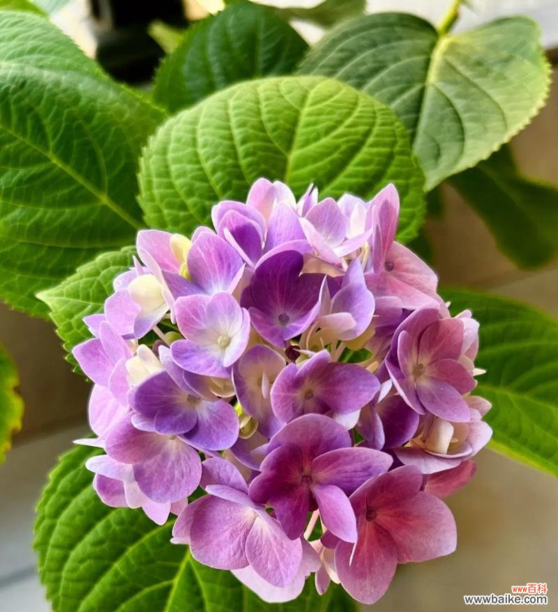 哪种花象征自由快乐?如何用花表达自由快乐?