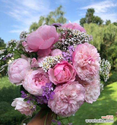 哪种花象征自由快乐?如何用花表达自由快乐?