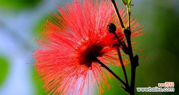 红色寓意的花有哪些?它们各自代表什么?