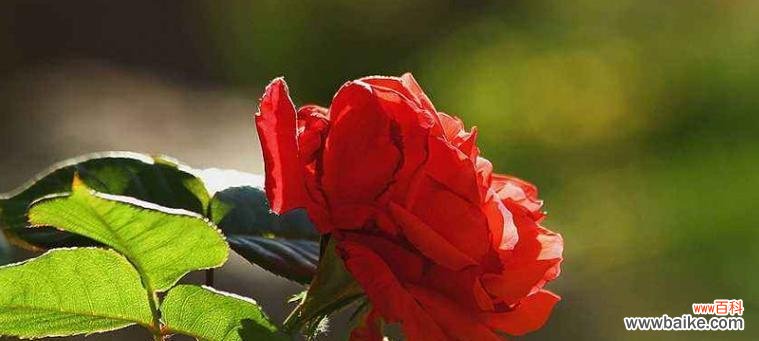 红色寓意的花有哪些?它们各自代表什么?