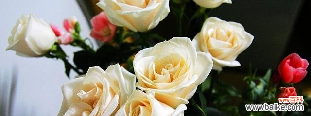 探寻香槟色玫瑰的情感和象征意义 香槟色玫瑰的花语与寓意