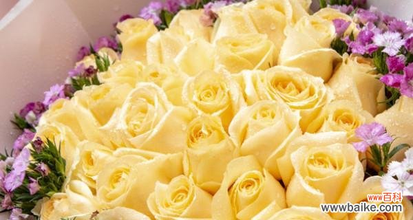 探寻香槟色玫瑰背后的情感寓意 香槟色玫瑰的花语及意义解析