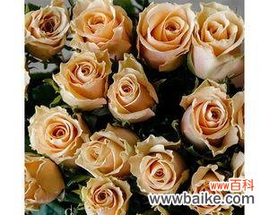 揭示香槟色玫瑰花独特的象征意义 以香槟色玫瑰花代表的含义