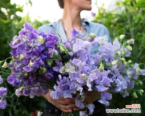 花开芬芳,心意深长 以香豌豆花语的寓意