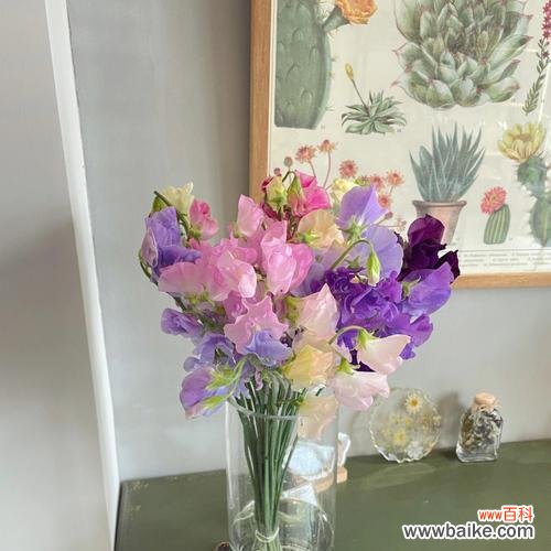 花开芬芳,心意深长 以香豌豆花语的寓意