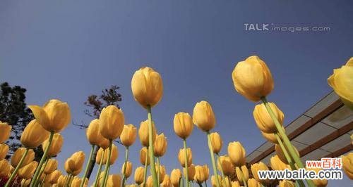 探寻香水草的花语与文化背景 香水草