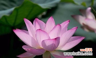 探寻香水草的花语与文化背景 香水草