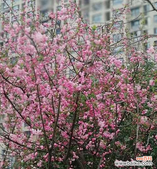 以海棠花开寄托的情感与期许 海棠花开的寓意与意义