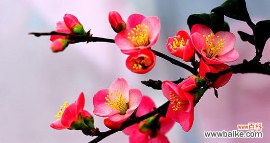 以海棠花开寄托的情感与期许 海棠花开的寓意与意义