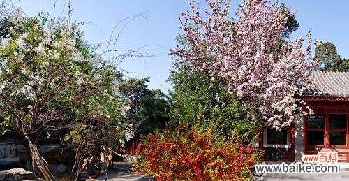 以海棠花开寄托的情感与期许 海棠花开的寓意与意义