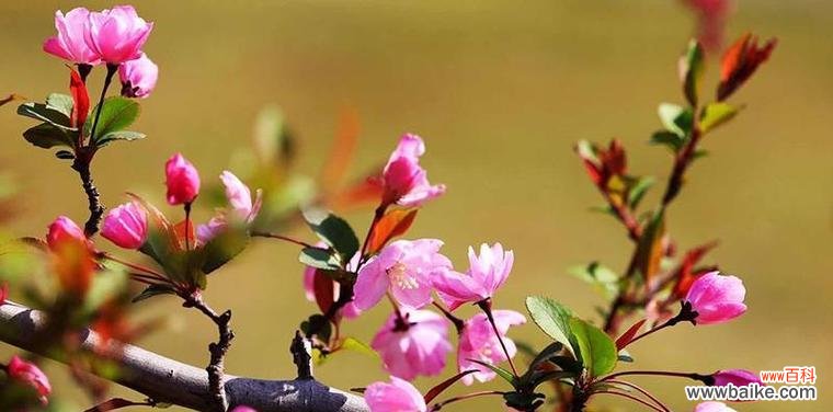 海棠花的儒雅 海棠花