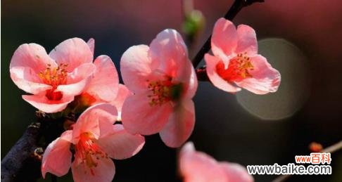 探寻海棠花的象征意义及寓意 海棠花