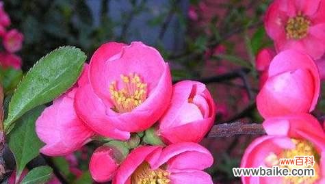 探寻海棠花的象征意义及寓意 海棠花