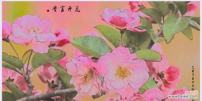 海棠花语 海棠花