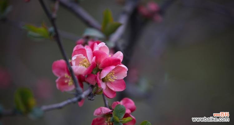 海棠花语 海棠花