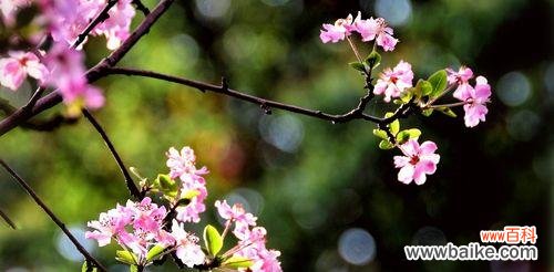 海棠花语 海棠花