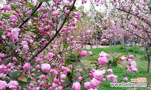 揭示海棠花的吉祥寓意与文化内涵 海棠花的象征意义