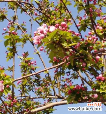 揭示海棠花的吉祥寓意与文化内涵 海棠花的象征意义