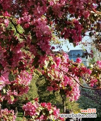 揭示海棠花的吉祥寓意与文化内涵 海棠花的象征意义