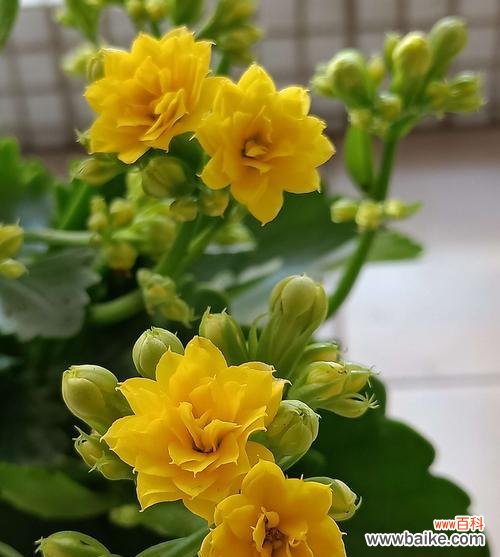 传递思念与美好祝愿的鲜花语言 海桐花花语