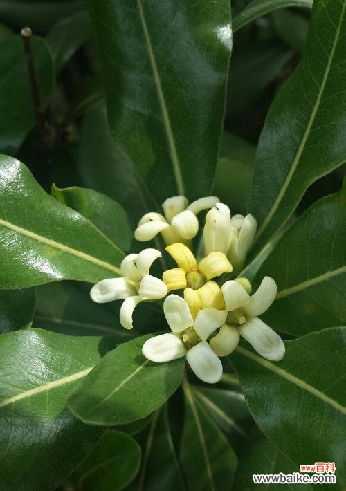 探寻海桐花背后的深刻含义 海桐花语——爱与希望的象征