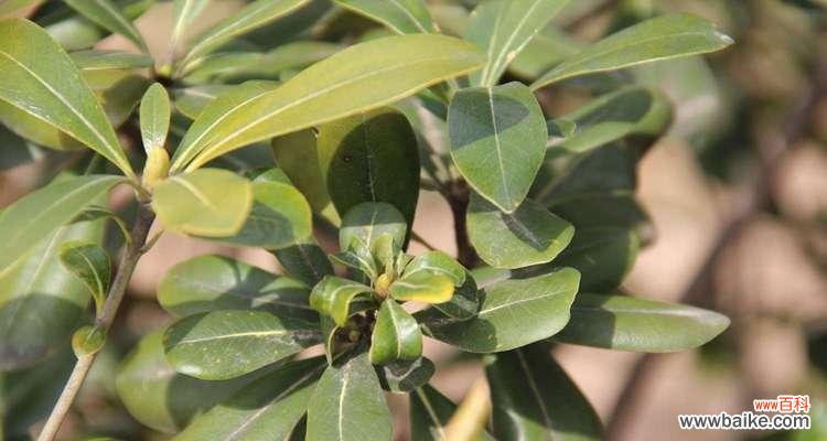 深入探寻海桐树的寓意 海桐树——生命力与坚韧的象征