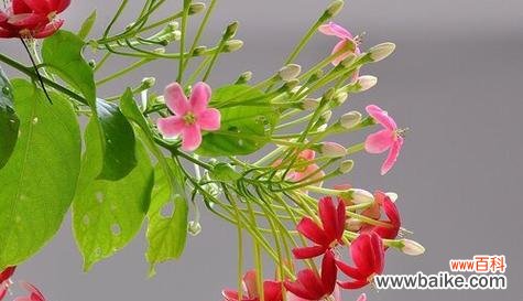 哪种花象征长寿健康平安？长寿健康平安的花语是什么？