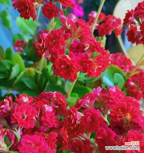 哪种花象征长寿健康平安？长寿健康平安的花语是什么？