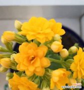 哪种花象征长寿健康平安？长寿健康平安的花语是什么？