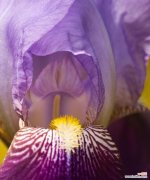 紫色蝴蝶花象征着什么？紫色蝴蝶花的寓意是什么？