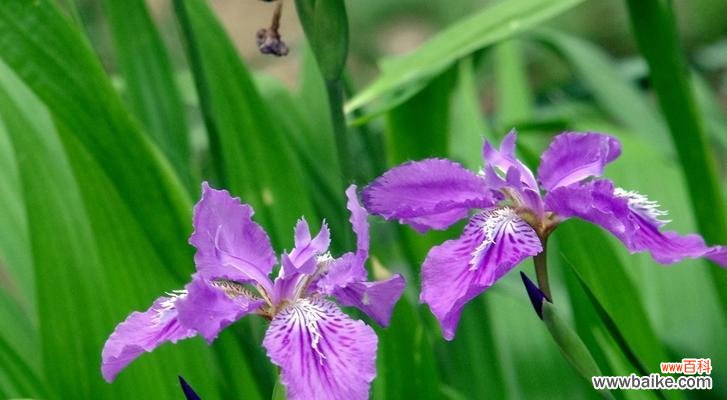 紫色蝴蝶花象征着什么?紫色蝴蝶花的寓意是什么?