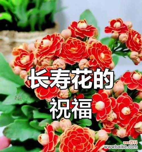 送长辈什么花寓意美好?如何选择寓意美好的花?