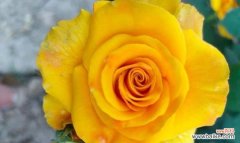 端午节观赏月季花有何寓意？