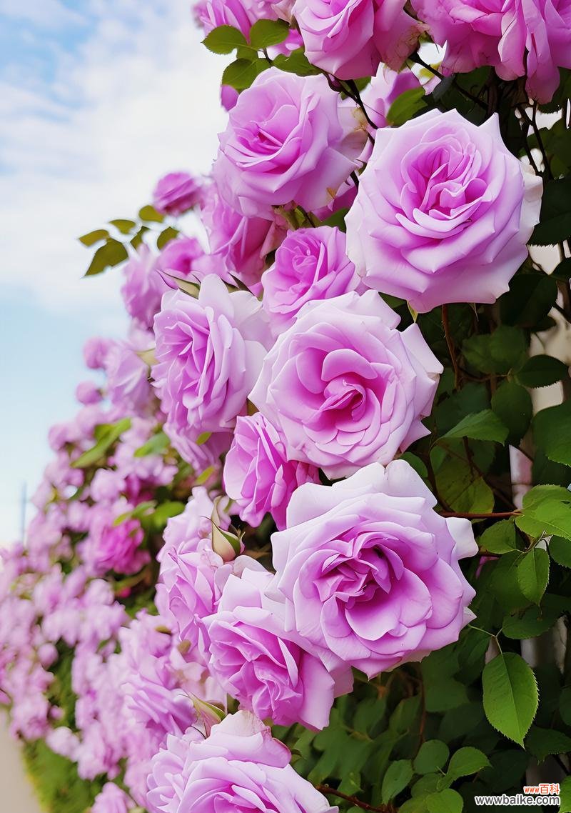 紫色玫瑰花的寓意是什么?它象征着什么?