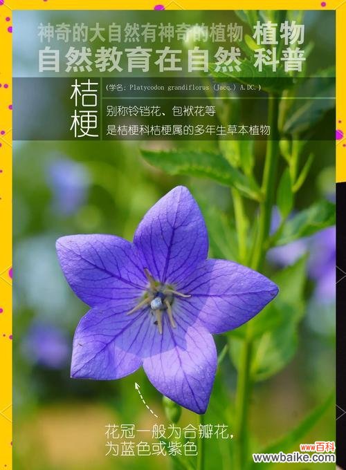 绿色与紫色搭配的花语是什么?