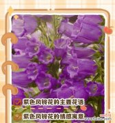 绿色与紫色搭配的花语是什么？