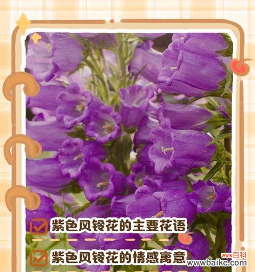 绿色与紫色搭配的花语是什么?