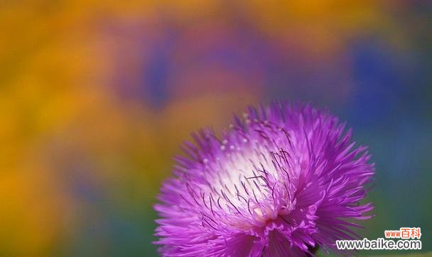 矢车菊的花语紫色代表什么?紫色矢车菊的寓意是什么?