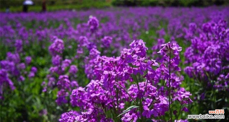 矢车菊的花语紫色代表什么?紫色矢车菊的寓意是什么?