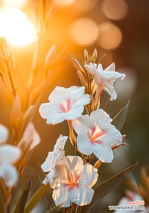 花祝福代表什么?花的祝福寓意有哪些?