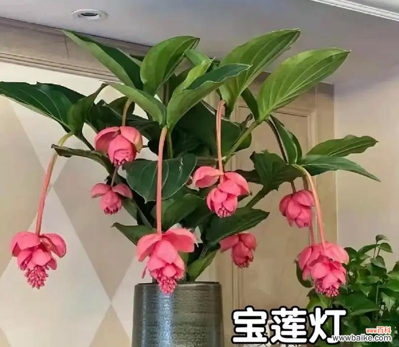 什么花是祝平安的?它的花语和寓意是什么?