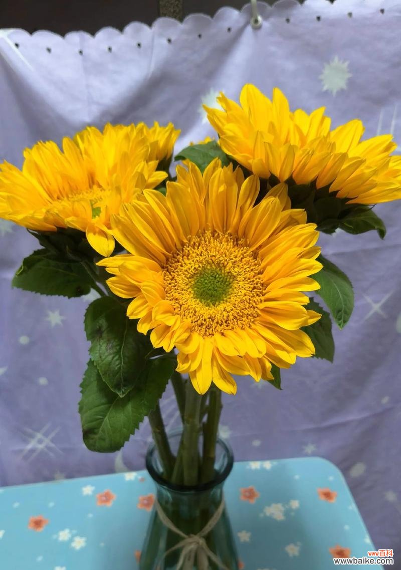 什么花是祝平安的?它的花语和寓意是什么?