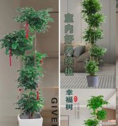 幸福发花语是什么？如何通过花语表达幸福？