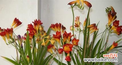 揭秘香雪兰的花语及寓意 香雪兰的花语与意义