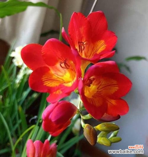 揭秘香雪兰的花语及寓意 香雪兰的花语与意义