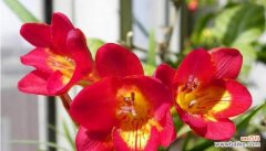 探寻香雪兰的神秘花语，了解它的隐含寓意 香雪兰之花语与寓意