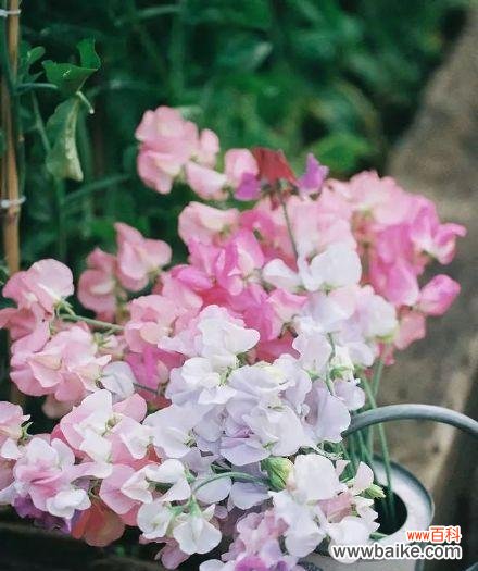 豆花之美与人生哲理 探寻香碗豆花的深意