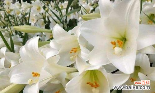 探索百合花的深层含义 香水百合花的花语和意义